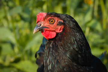 kura, Gallus gallus domesticus © D'automne Dragon