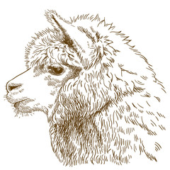 engraving drawing illustration of fluffy llama head