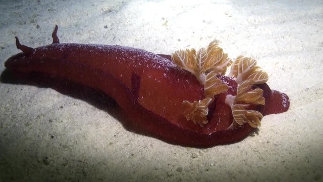 Red Spanish Dancer nudibranch sea slug underwater on sandy bottom. Nudibranch sea slug shellfish mollusk.