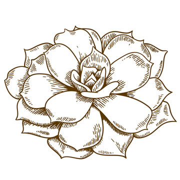 engraving illustration of succulent
