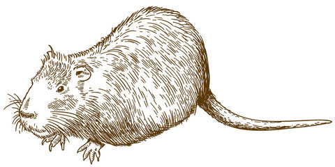 engraving drawing illustration of nutria or coypu