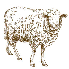 engraving drawing illustration of sheep - 184205093