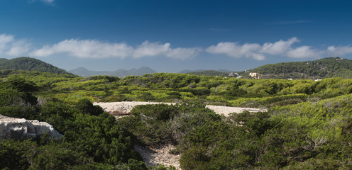 Beautiful green forest on Ibiza. In the background mountains.