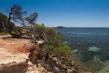 Ibiza, tree on the background of a rocky beach