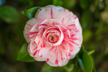 Pink and white camelia 