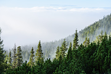 panoramic view of misty forest in mountain area