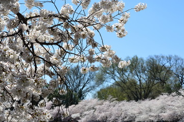 Growing Cherry Blossoms
