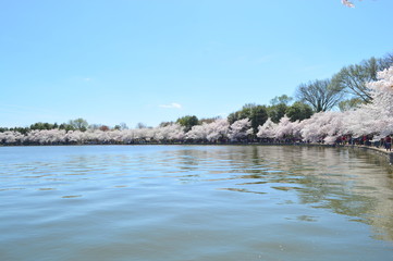 Cherry Blossoms from Tidal Basin paddle boat, Washington DC