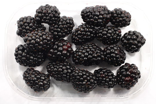 Blackberry fruit  in the open plastic container isolated on a white background with a clipping path. View from top.