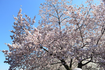 Peak cherry blossoms at sunrise at the Tidal Basin of Washington DC