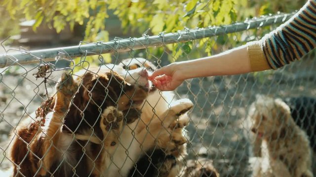A man gives tasty slices of food to dogs in the shelter. Dogs bounce high to grab food
