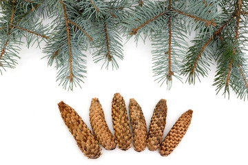 Christmas branches of a pine, are isolated on a white background.