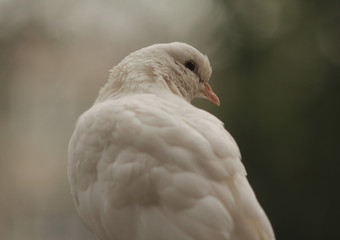 White pigeon