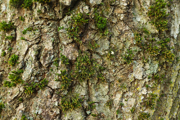 The bark of an oak tree