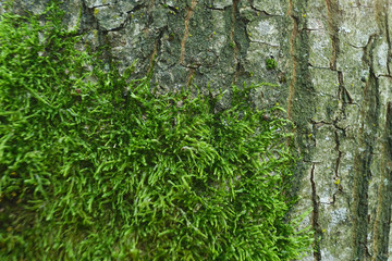 The bark of an oak tree