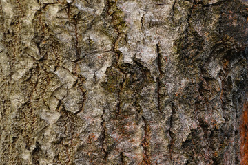 The bark of an oak tree