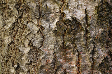 The bark of an oak tree