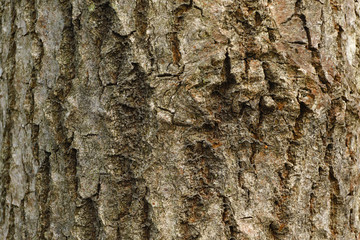 The bark of an oak tree