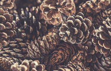 Close up of a pile of pine cones.