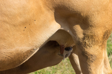 Cow suckling calf