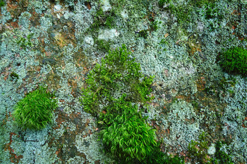 Gray stone with green moss texture.