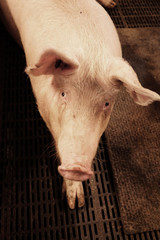 A sow in stable in farrow section.