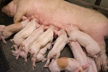 Piglets suck the breasts of their sow.