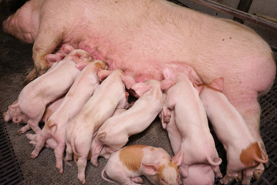 Piglets suck the breasts of their sow.