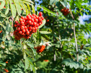rowan tree with red ripe berries at autumn. background, nature, medical.