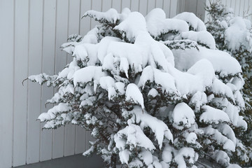 Snow-covered trees near the house wall.