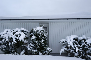 Snow-covered trees near the house wall.