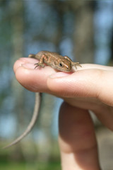 lizard on female hand