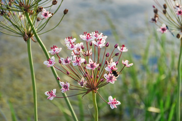Flowering rush or grass rush (Butomus umbellatus)