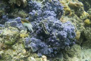 Naklejka na ściany i meble Encrusting coral close up view in Togian islands