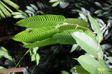 Blätter am Baum Shorea symingtonii