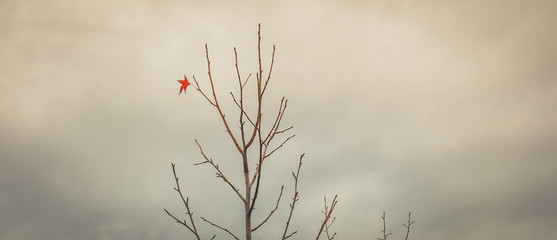 lonely autumn leaf on dry brances tree 