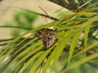 Borboleta na folha verde.