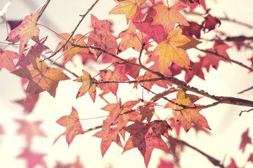 Japanese maple leaf.Beautiful autumn landscape,selective focus.