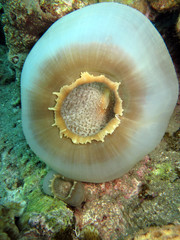 Scheibenanemone Grosses Elefantenohr - Amplexidiscus fenestrafer