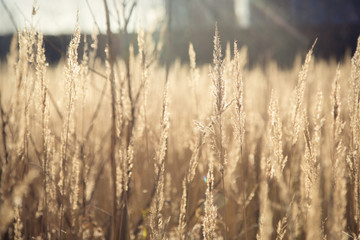 Fototapeta premium grass in the rays of the sunset against the background of buildings