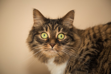 cute cat on a sunny afternoon at home