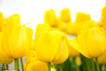 yellow tulip on white background