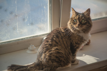 Naklejka premium cute cat on a sunny afternoon at home