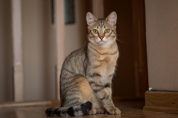 cute cat on a sunny afternoon at home