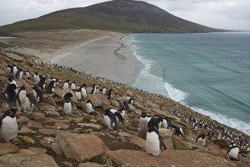Colony of Rockhopper Penguins (Eudyptes chrysocome) on the cliffs above The Neck on Saunders Island...