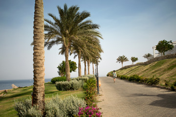 Obraz premium the picturesque embankment of Egypt. palm parkway on the background of the sea.red sea. egypt