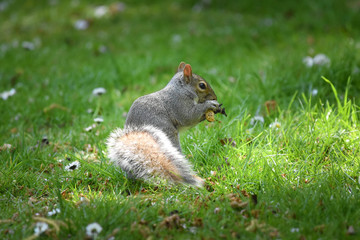 squirrel eating a nut