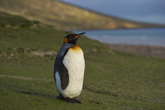 King Penguin (Aptenodytes patagonicus) standing on grass covered hillside on Saunders Island in the Falkland Islands.