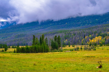 Fototapeta premium Elk in Rocky Mountain