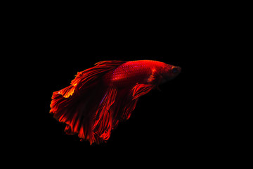  Betta fish Halfmoon Betta  moving moment beautiful  fish in thailand